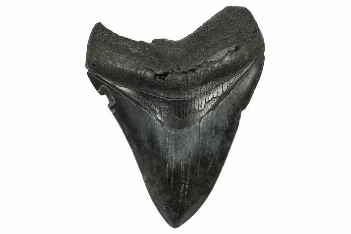 Fossil Megalodon Tooth - South Carolina #372384